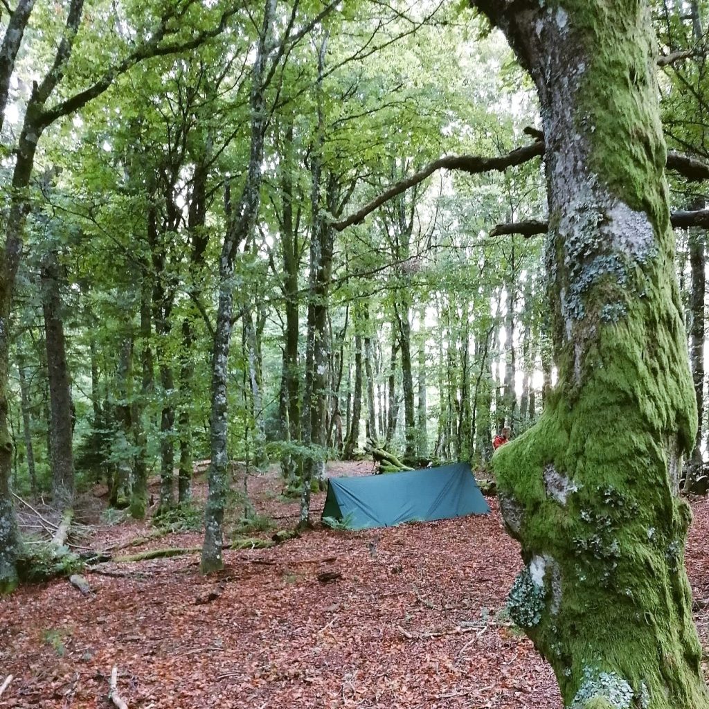 Wer im Wald übernachten möchte, kann dafür gegebenenfalls ein Tarp nutzen.